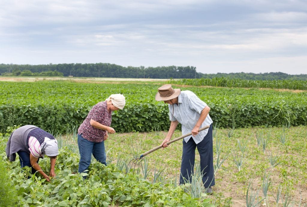 Agricultura familiar fornece 70% dos alimentos?