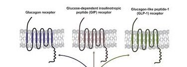 Diagrama dos três receptores em que a retatrutida age: receptor de glucagon, receptor de GIP e receptor de GLP-1